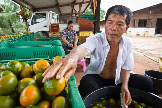 DOM COM Agricole Loi Girardin en Guyane