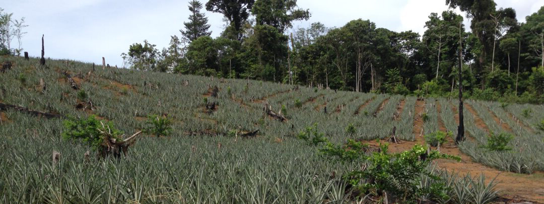 Investir en Girardin Agricole avec Dom Com Invest
