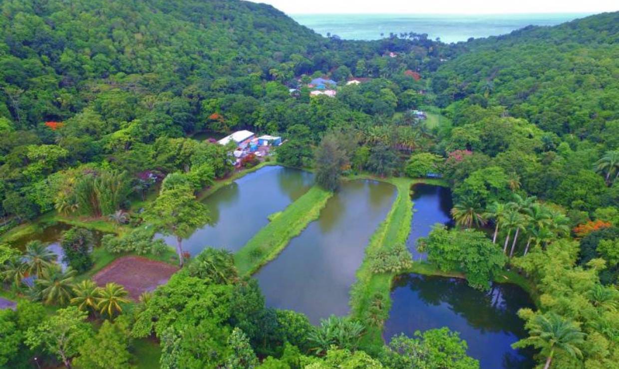 Aquaculture Guadeloupe financement Profina en Loi Girardin