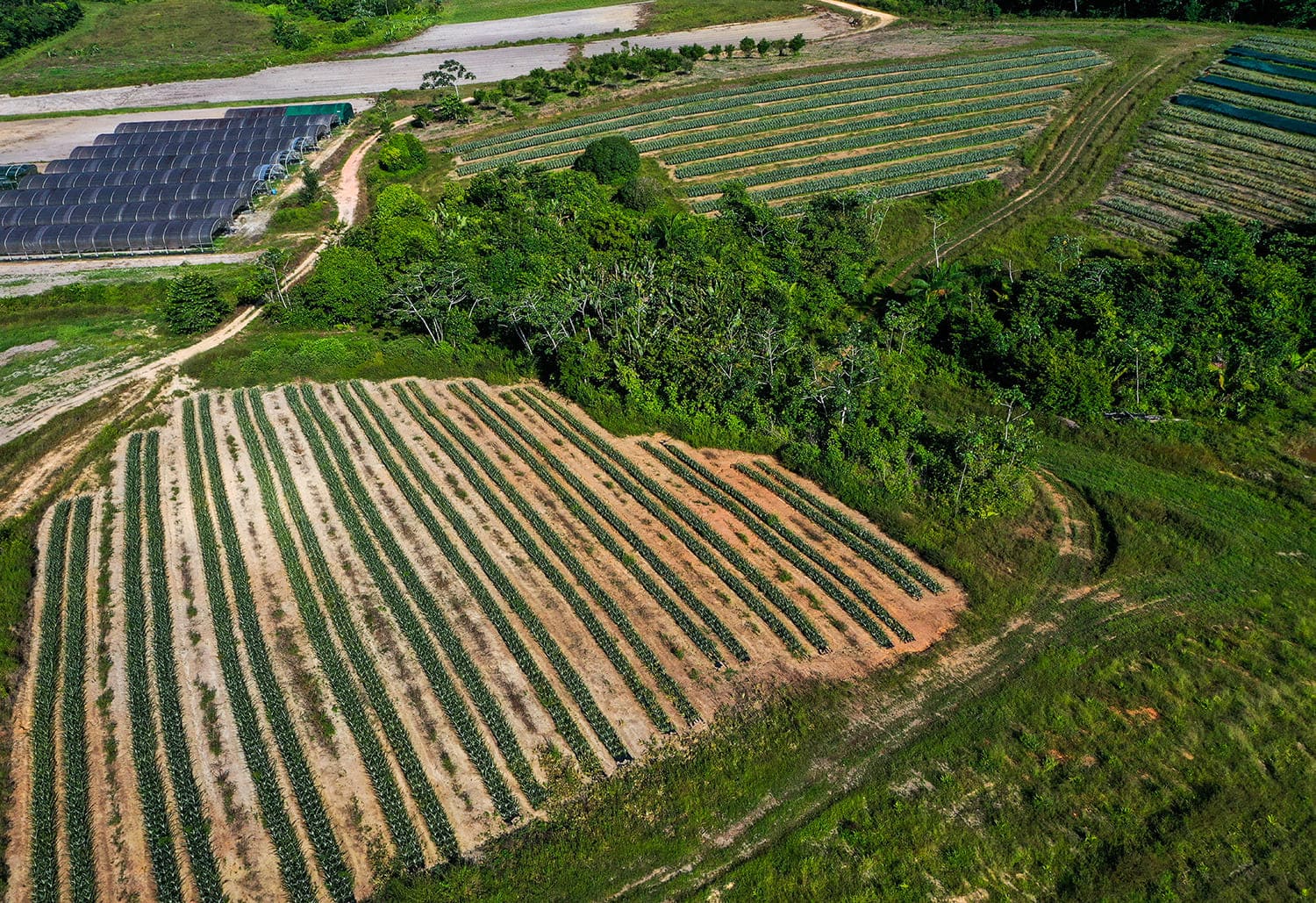 champ-ananas Solutis Finance Loi Lodeom Guyane (1)