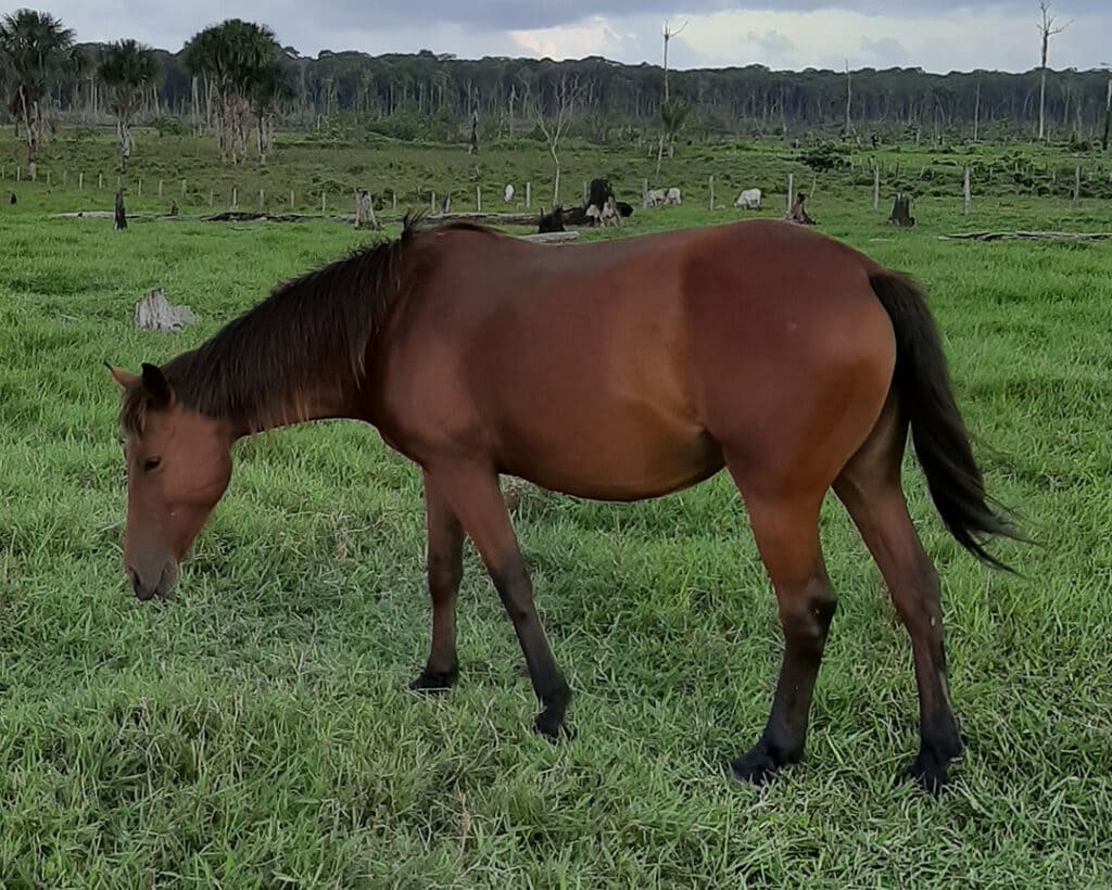 jument-cheval-agriculteur-1024x820