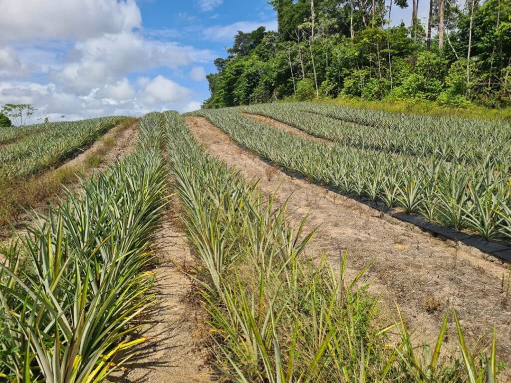 plantation-semi-guyane-1024x768